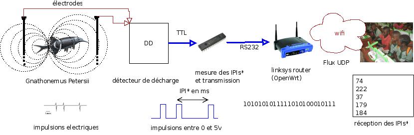 files/images/illustrations/mormyrophone_udp.jpeg
